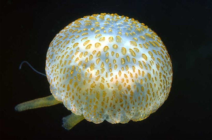 06 Pelagia noctiluca.jpg - Ha l'ombrella costellata di verruche urticanti...
